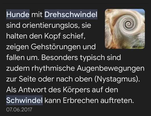 Amstaff neurologische Ausfälle-Beitrag-Bild