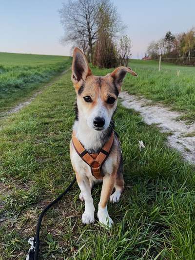 Hundetreffen-Souveräner Gassikumpel gesucht-Bild