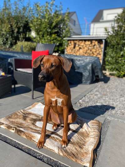 Rhodesian Ridgeback-Beitrag-Bild