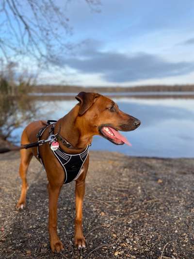 Rhodesian Ridgeback-Beitrag-Bild