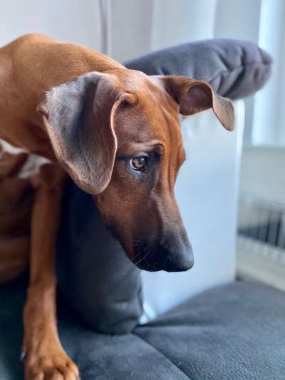 Rhodesian Ridgeback-Beitrag-Bild