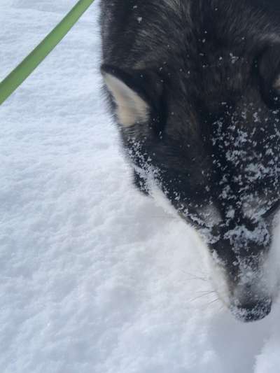 Die Dogorama Kalender Challenge Teil 2/4-Beitrag-Bild