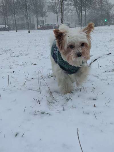 Schnee Foto-Beitrag-Bild