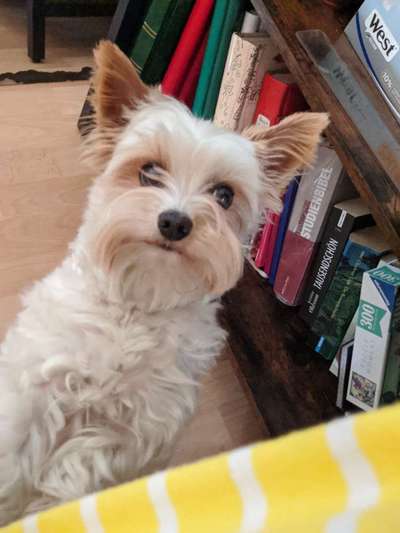 Reinrassige Hunde?-Beitrag-Bild