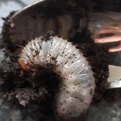 Wer kennt dieses Tier?-Beitrag-Bild