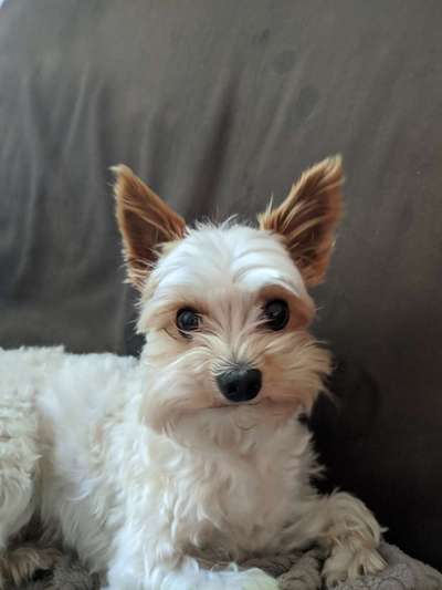 Seltene Rassen!-Beitrag-Bild