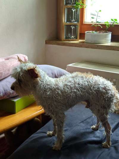 Der Gewichts-Thread-Beitrag-Bild