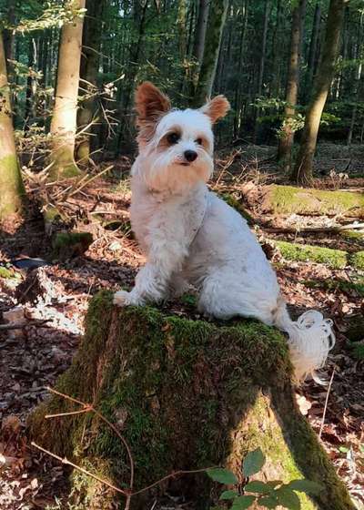 Foto -Challenge  Thema : Dein Hund Im Wald-Beitrag-Bild