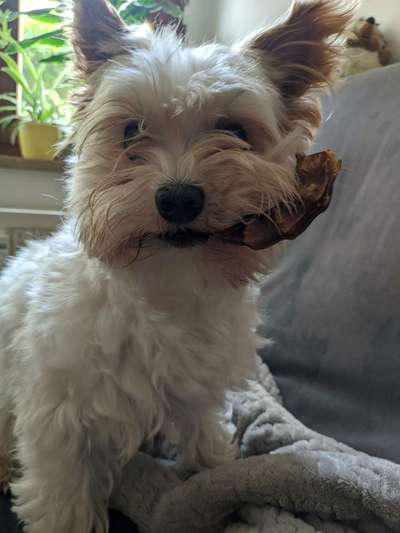 Yorkshire Terrier-Beitrag-Bild