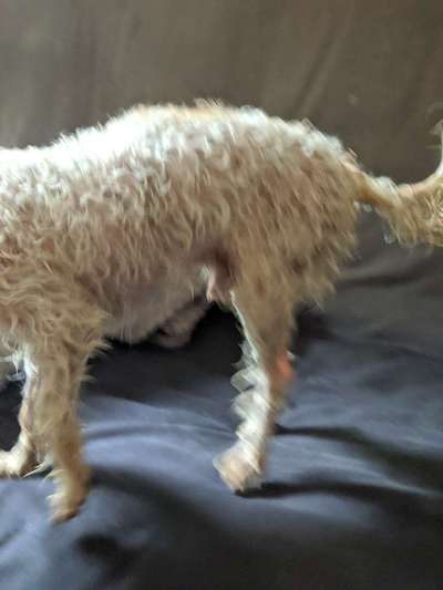 Der Gewichts-Thread-Beitrag-Bild