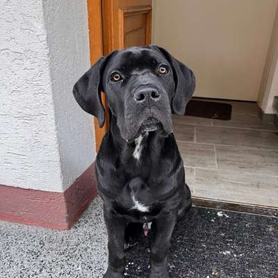 Hundetreffen-Gassi/Spielrunde Junghund