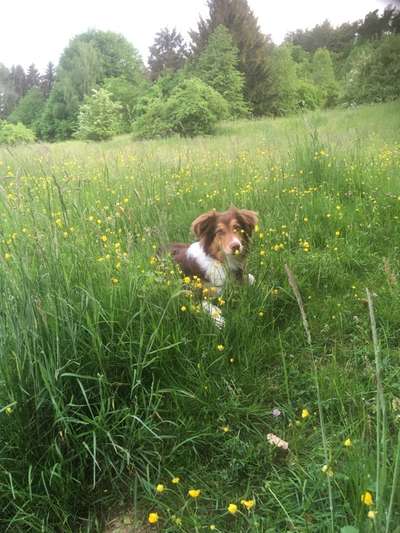 Dogorama Photo Challenge - Gassipause-Beitrag-Bild