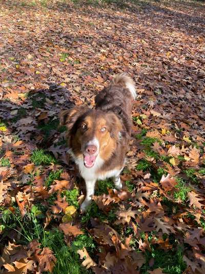 Hundetreffen-Lange Gassirunden-Bild