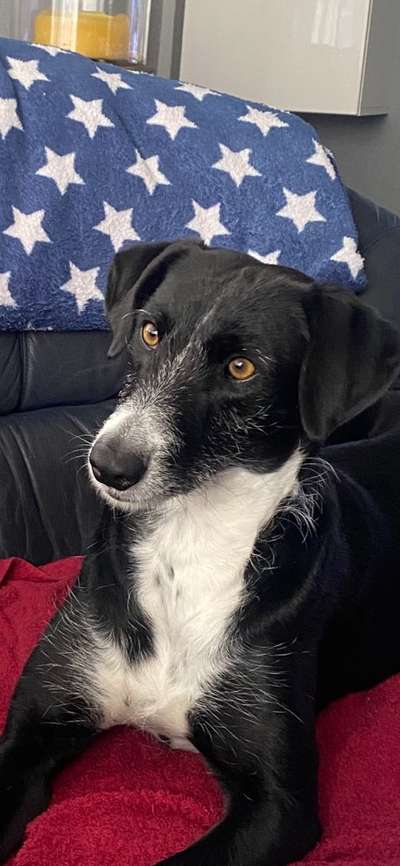 Podenco-Mix in NRW-Beitrag-Bild