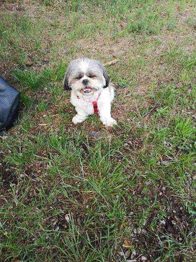 Shih Tzu von Jung bis Senioren-Beitrag-Bild