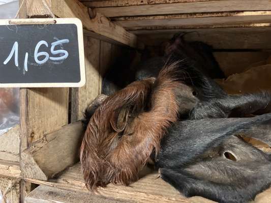 %{de_profession_title}-Rinderohr mit Fell-Bild