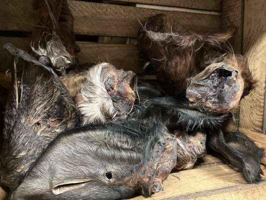 %{de_profession_title}-Rinderohren mit Fell und Muschel-Bild