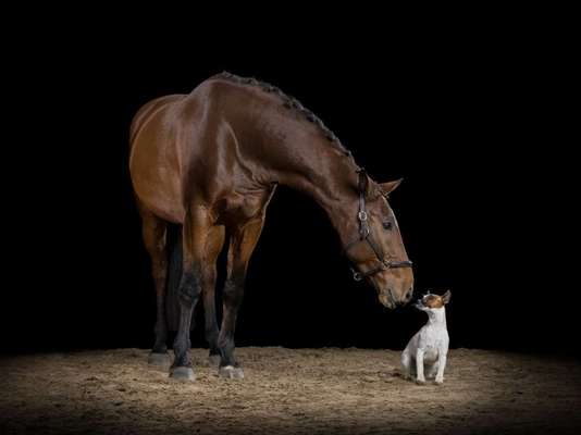 Dogorama Photo Challenge - Gegensätze-Beitrag-Bild