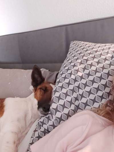 Darf der Hund bei Euch im Bett schlafen?-Beitrag-Bild