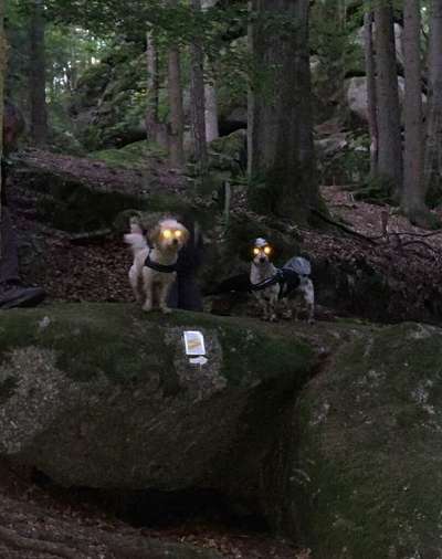 Bester Freund, Hundekumpel - zeigt her!-Beitrag-Bild