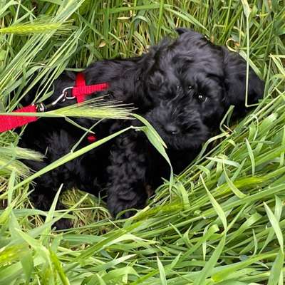 Die Dogorama Kalender Challenge Teil 3/4-Beitrag-Bild