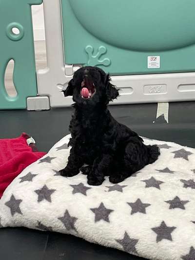 Welpen Bilder !-Beitrag-Bild