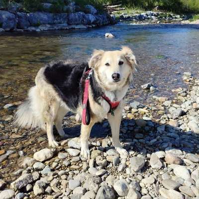 Hundetreffen-Gassirunden