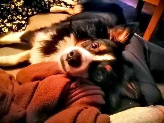 Hundetreffen-Gassi-Runde Gesellschaft-Bild