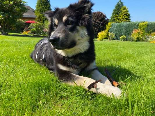 Hunde aus Griechenland-Beitrag-Bild