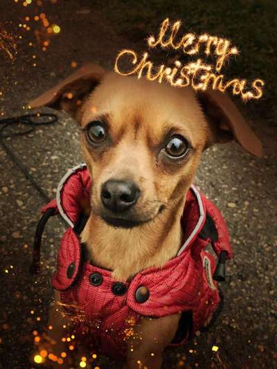 Dein Hund im Dogorama-Kalender 2021-Beitrag-Bild