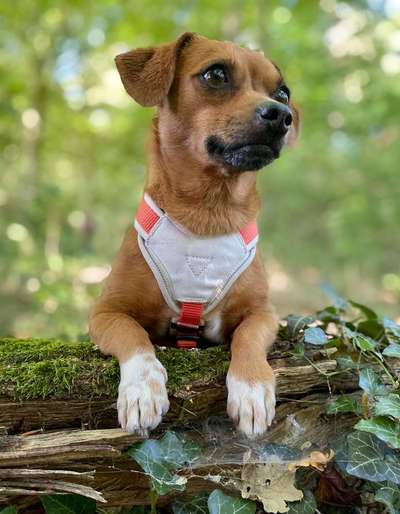 Dein Hund im Dogorama-Kalender 2021-Beitrag-Bild