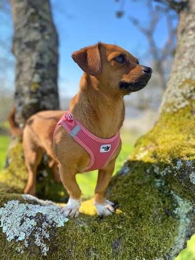 Dein Hund im Dogorama-Kalender 2021-Beitrag-Bild