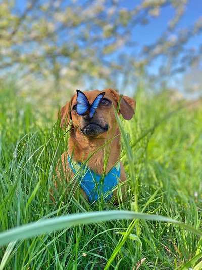 Dein Hund im Dogorama-Kalender 2021-Beitrag-Bild