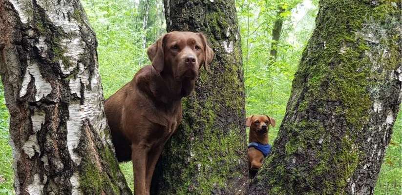 Dein Hund im Dogorama-Kalender 2021-Beitrag-Bild