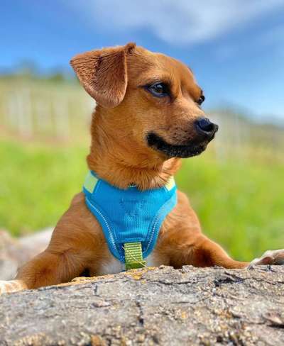 Dein Hund im Dogorama-Kalender 2021-Beitrag-Bild