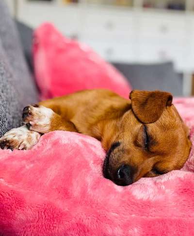 Dein Hund im Dogorama-Kalender 2021-Beitrag-Bild