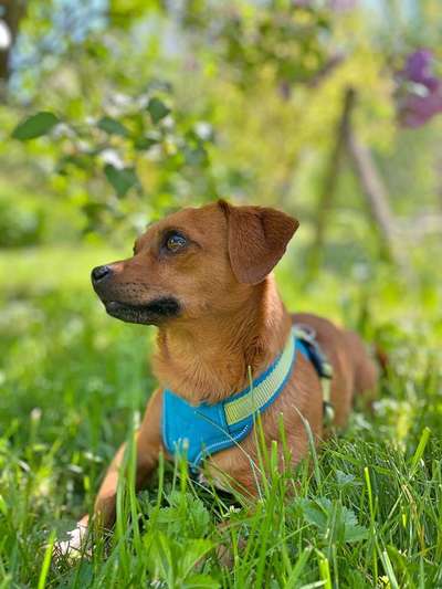 Dein Hund im Dogorama-Kalender 2021-Beitrag-Bild