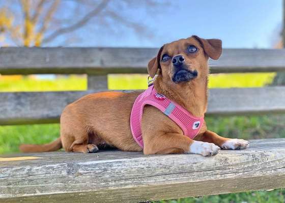 Dein Hund im Dogorama-Kalender 2021-Beitrag-Bild