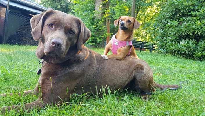 Dein Hund im Dogorama-Kalender 2021-Beitrag-Bild