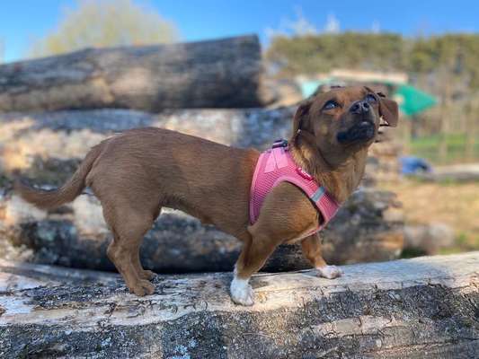 Dein Hund im Dogorama-Kalender 2021-Beitrag-Bild