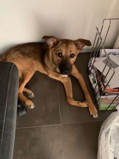 Dansky (Dansk-Svensk Gårdshund)-Beitrag-Bild