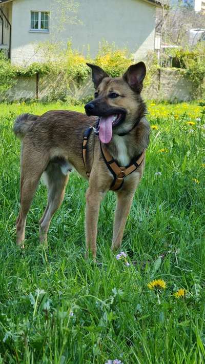 Dansky (Dansk-Svensk Gårdshund)-Beitrag-Bild