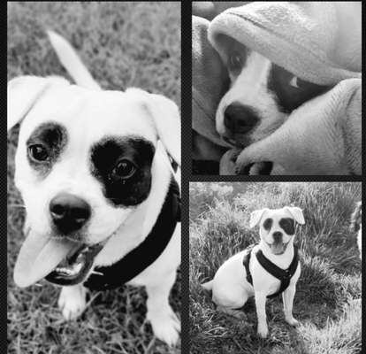 Lieblingsbild von euren Hunden?-Beitrag-Bild