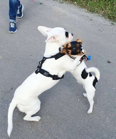 Fotochallenge liebespaare-Beitrag-Bild