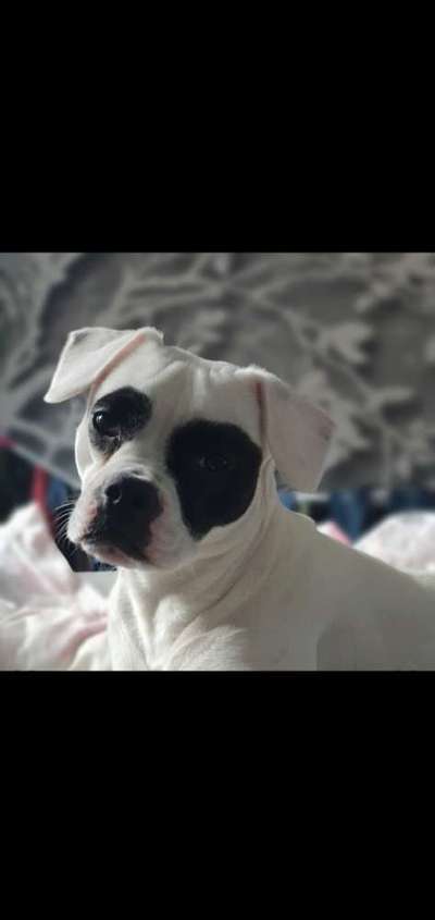 Dackelblick-Beitrag-Bild