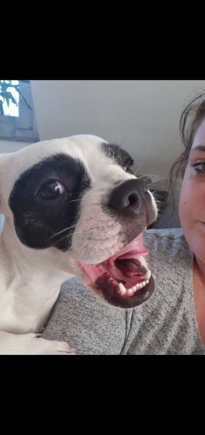 Zeigt eure verrücktesten Hundebilder-Beitrag-Bild