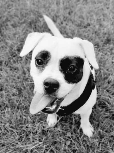 Foto's und Hundemodels-Beitrag-Bild