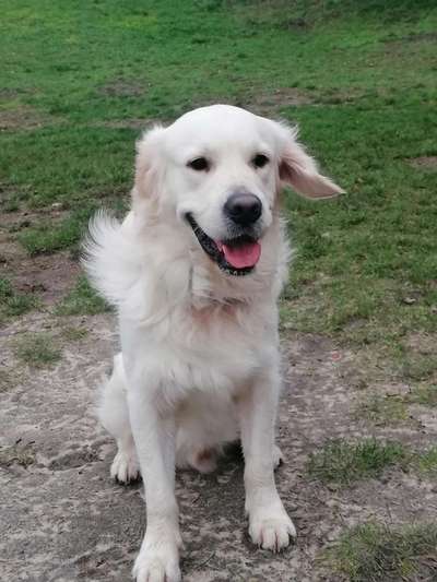 Dogorama Photo Challenge - Hundeblick zum hinschmelzen-Beitrag-Bild