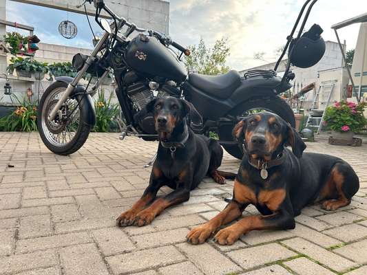 Hundetreffen-Gassi Freunde finden in Quakenbrück-Bild