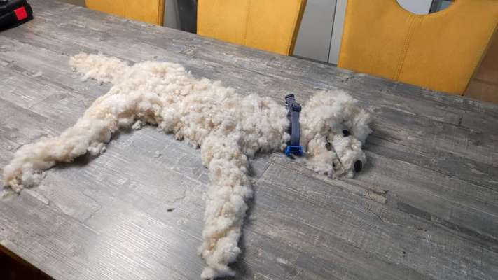 Freddys Kummerkasten-Beitrag-Bild